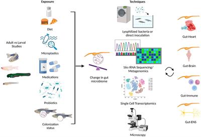 Small fish, big discoveries: zebrafish shed light on microbial biomarkers for neuro-immune-cardiovascular health